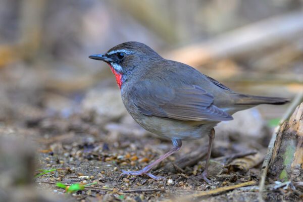 Siberian Rubythroat - Thailand - Chiang Rai - 2026