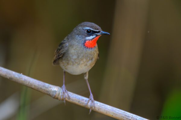 Siberian Rubythroat - Thailand - Chiang Rai - 2026