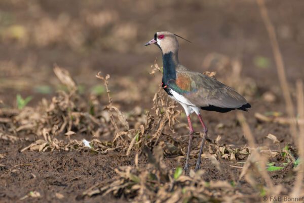 Avefría tero - Costa Rica - Caño negro - 2021