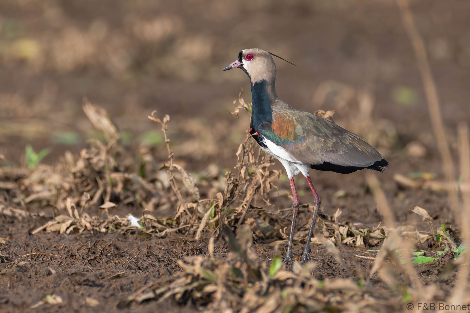 Avefría tero - Costa Rica - Caño negro - 2021