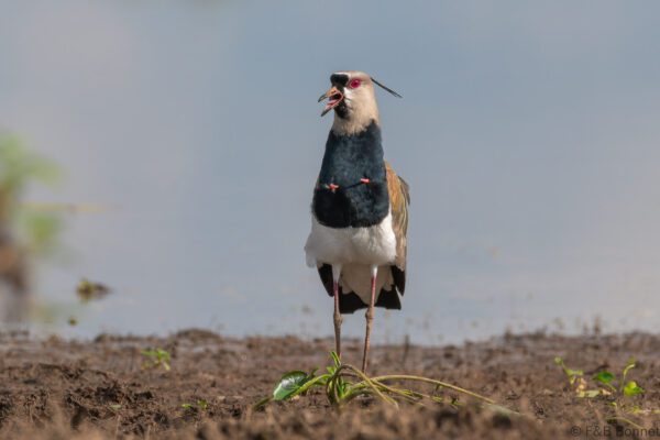 Avefría tero - Costa Rica - Caño negro - 2021
