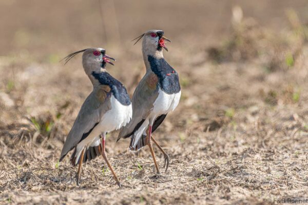 Avefría tero - Costa Rica - Caño negro - 2021