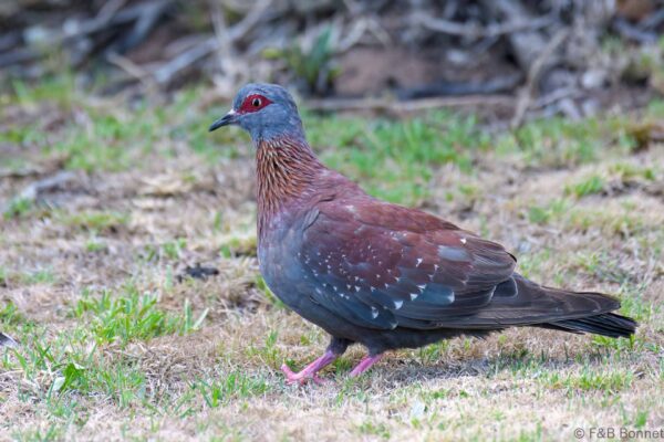 Speckled Pigeon - South Africa - Brenton-on-sea - 2022
