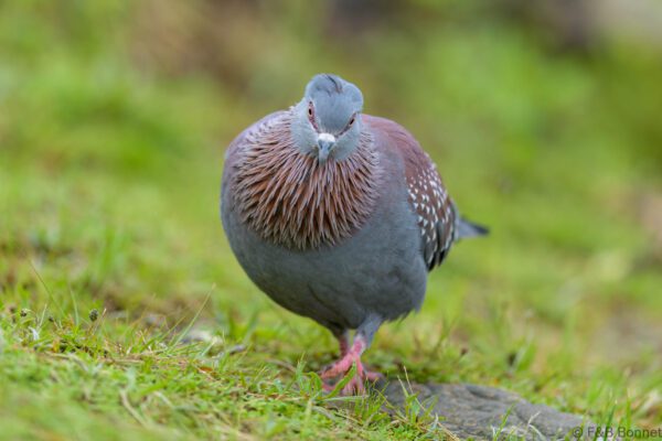 Speckled Pigeon - South Africa - Giants Castle - 2026