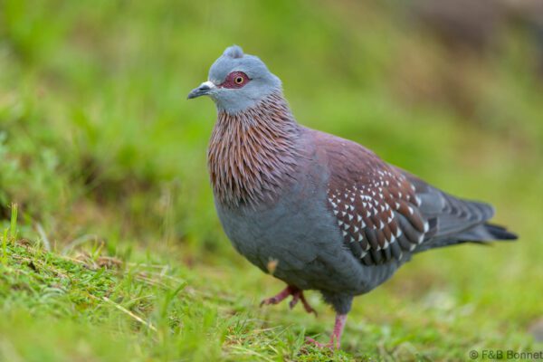 Speckled Pigeon - South Africa - Giants Castle - 2026