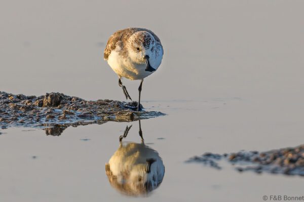 Spoon-billed Sandpiper - Thailand - Pak Thale - 2023