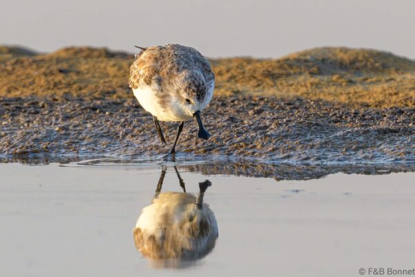 Spoon-billed Sandpiper - Thailand - Pak Thale - 2023