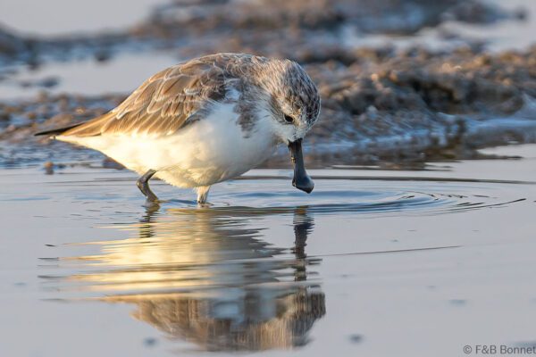 Spoon-billed Sandpiper - Thailand - Pak Thale - 2023