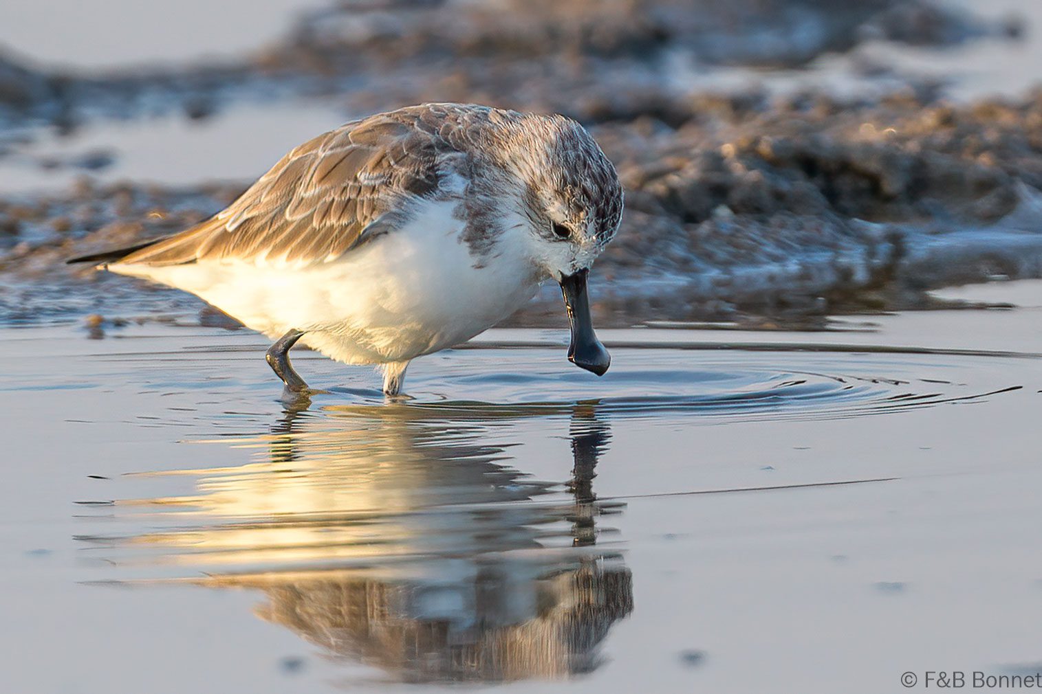 Spoon-billed Sandpiper - Thailand - Pak Thale - 2023