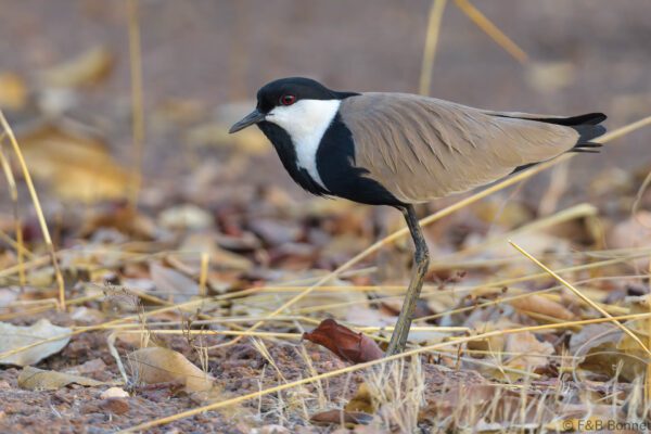 Vanneau éperonné - Senegal - Niokolo Koba - 2023