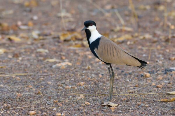 Vanneau éperonné - Senegal - Niokolo Koba - 2023
