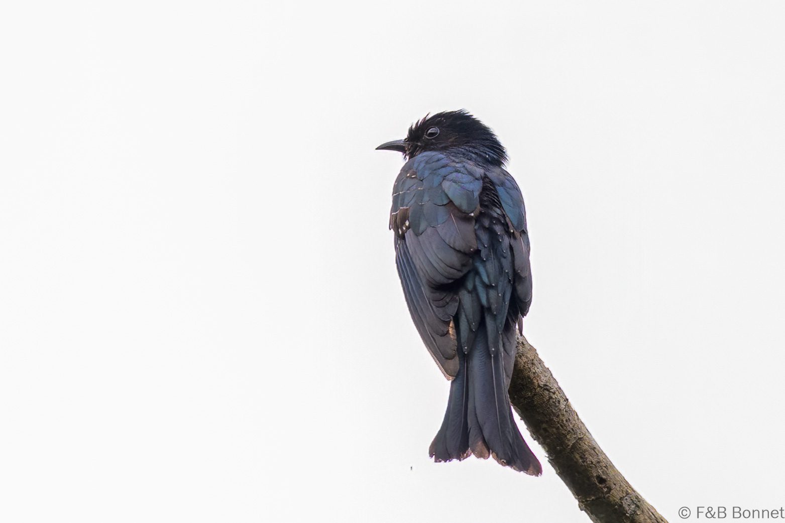 Square-tailed Drongo-Cuckoo - Vietnam - Di Linh - 2026