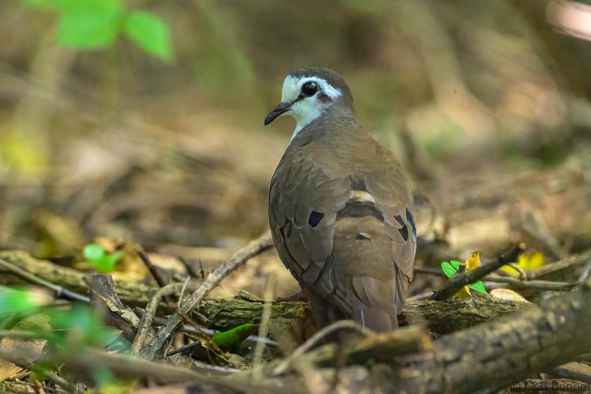 Tambourine Dove - South Africa - Dlinza forest - 2025