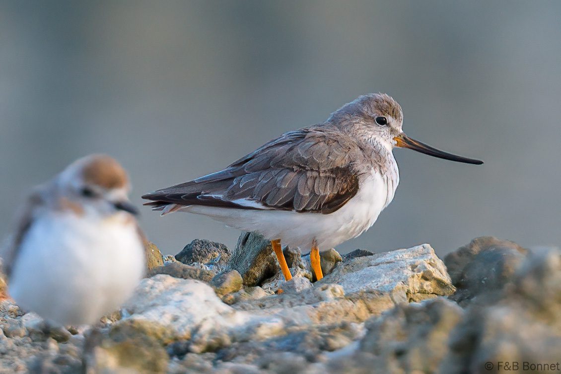 Terek Sandpiper - Thailand- Laem Pakarang - 2023