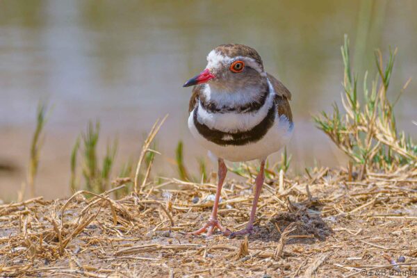 Three-banded Plover - South Africa - De Hoop - 2022
