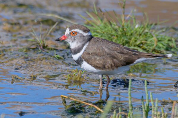 Three-banded Plover - South Africa - De Hoop - 2022