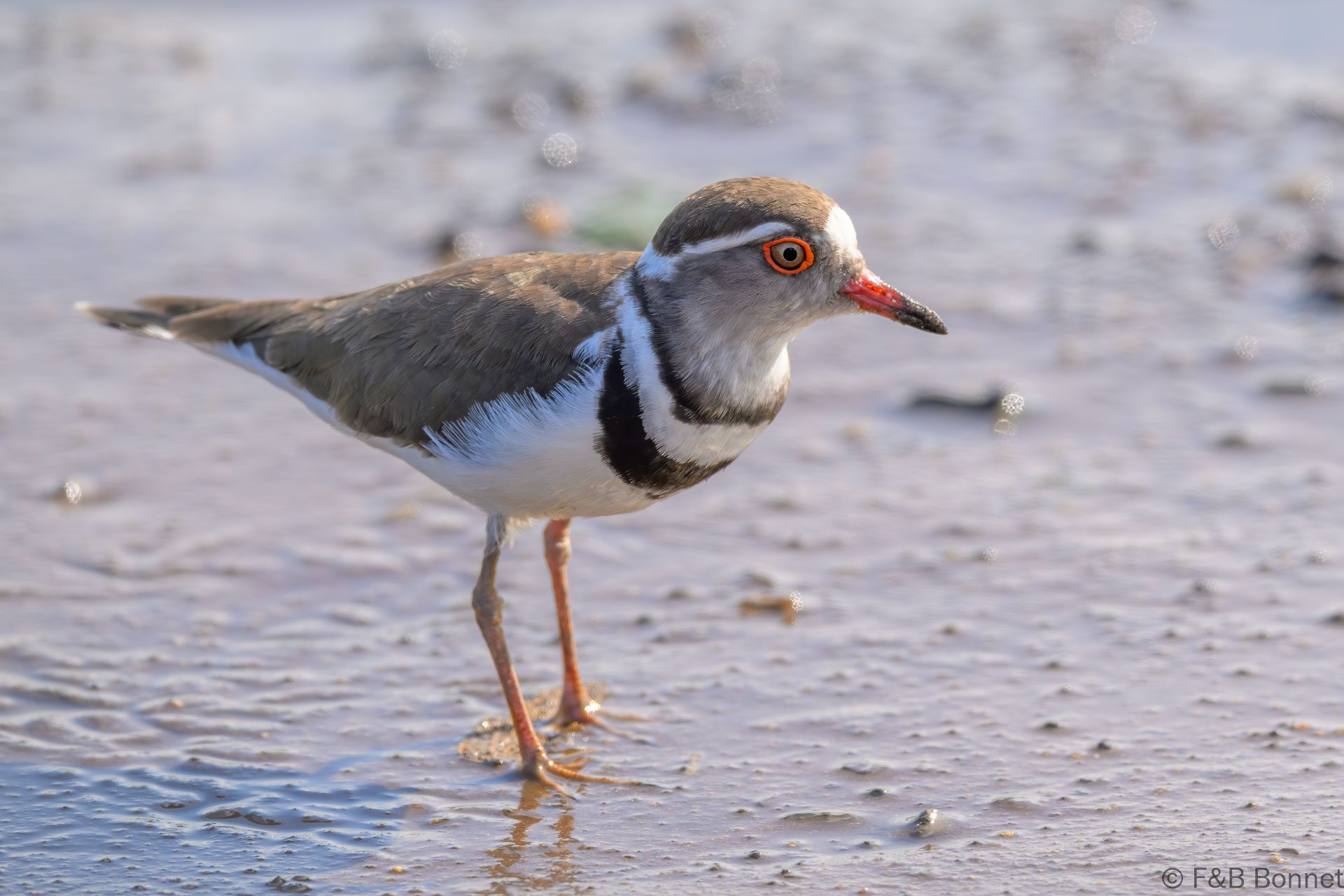 Three-banded Plover - South Africa - Kruger NP - 2025