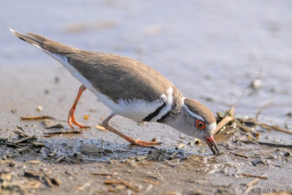 Three-banded Plover - South Africa - Kruger NP - 2025