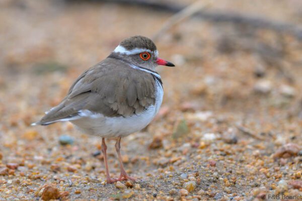 Three-banded Plover - South Africa - Kruger NP - 2025