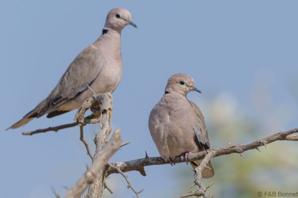 Tourterelle vineuse - Senegal - Ndangane - 2023