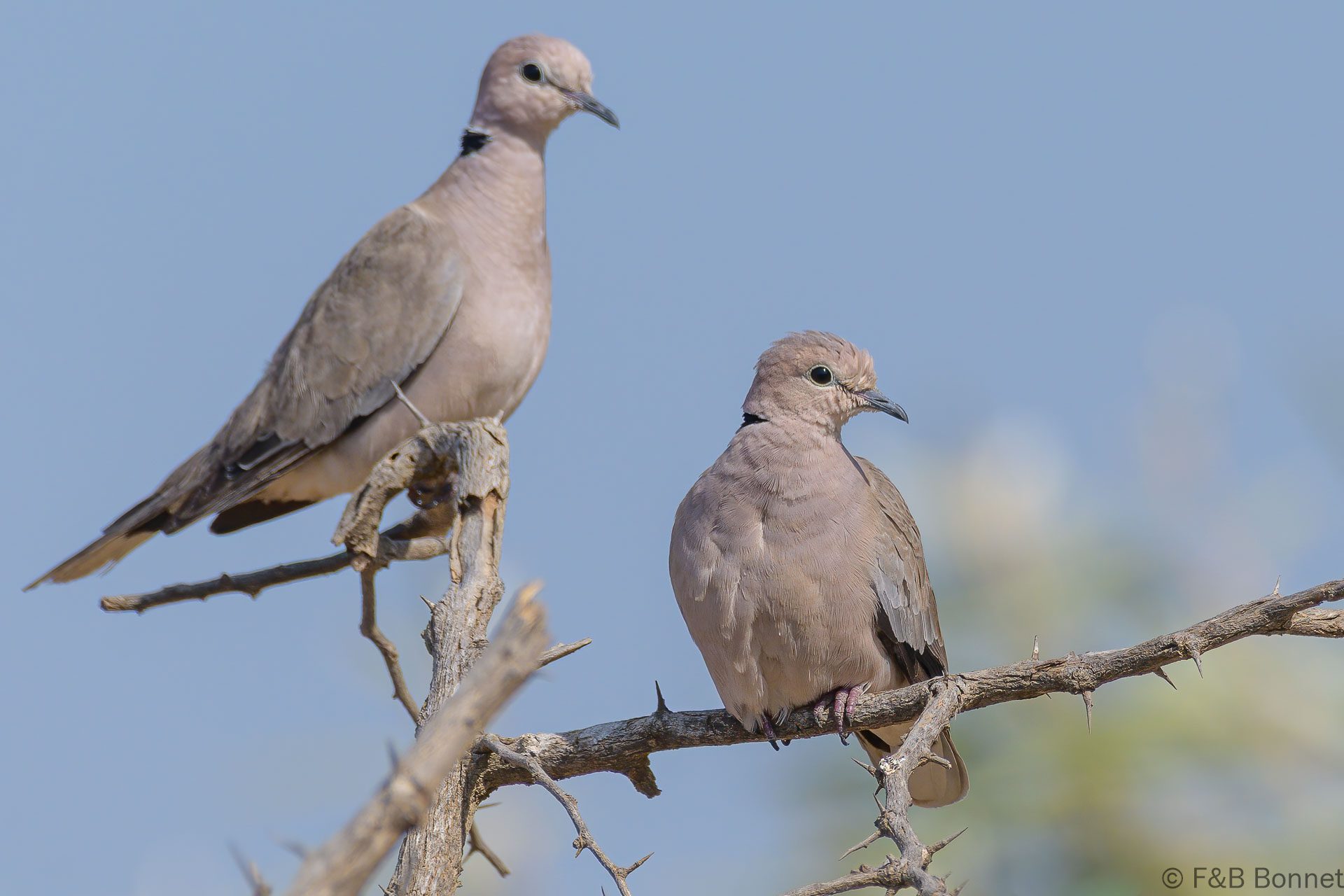 Tourterelle vineuse - Senegal - Ndangane - 2023