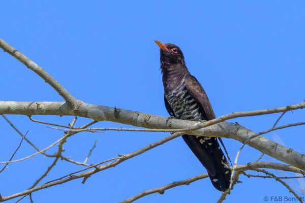 Violet Cuckoo - Thailand - Chiang Rai - 2026