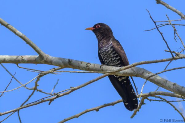Violet Cuckoo - Thailand - Chiang Rai - 2026