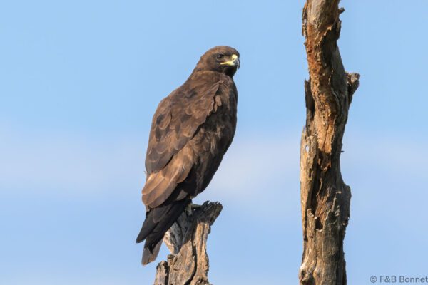 Wahlberg's Eagle - South Africa - Kruger NP - 2025