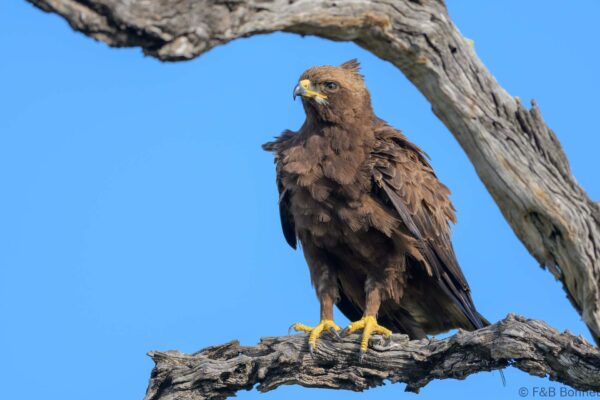 Wahlberg's Eagle - South Africa - Kruger NP - 2025
