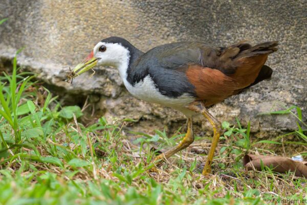 White-breasted Waterhen - Thailand - Bangkok - 2023