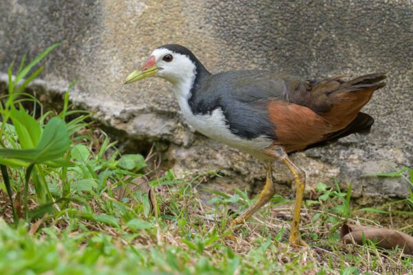 White-breasted Waterhen - Thailand - Bangkok - 2023