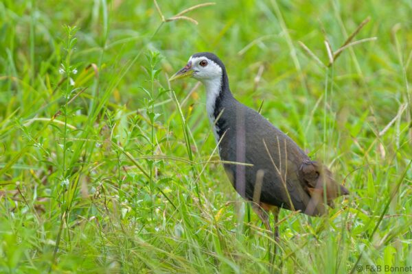 White-breasted Waterhen - Thailand - Ban Thung Yai - 2023