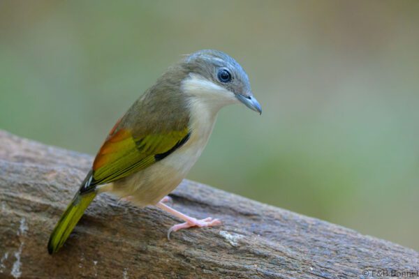 White-browed Shrike-babbler ♀ - Vietnam - Da Lat - 2026