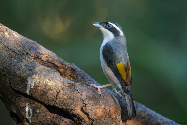 White-browed Shrike-babbler ♂ - Vietnam - Da Lat - 2026