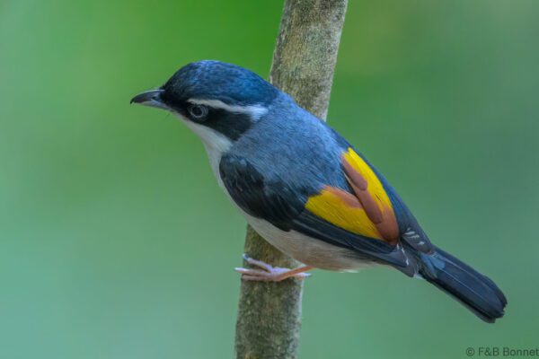 White-browed Shrike-babbler ♂ - Vietnam - Da Lat - 2026