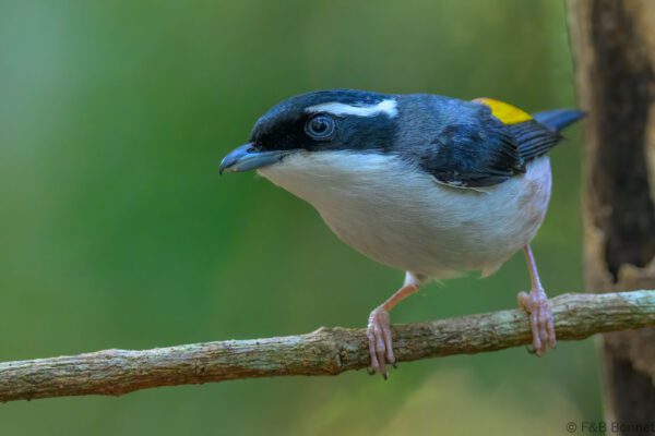 White-browed Shrike-babbler ♂ - Vietnam - Da Lat - 2026
