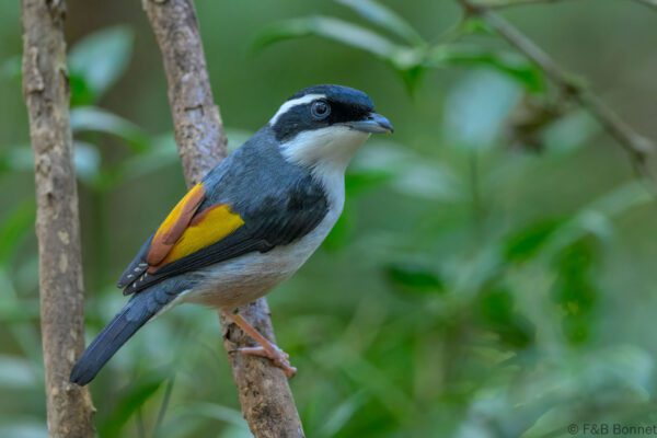 White-browed Shrike-babbler ♂ - Vietnam - Da Lat - 2026