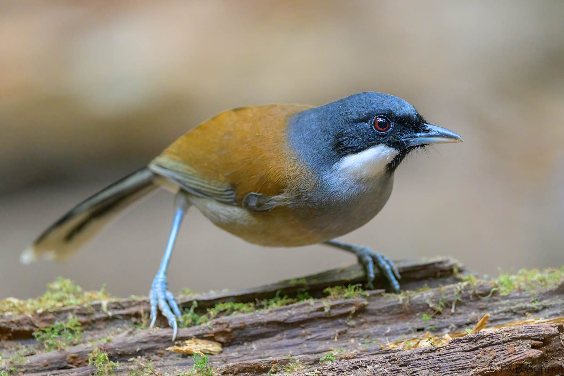White-cheeked Laughingthrush - Vietnam - Da Lat - 2026