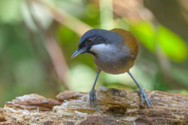White-cheeked Laughingthrush - Vietnam - Da Lat - 2026
