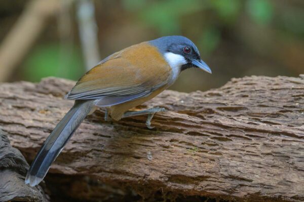 White-cheeked Laughingthrush - Vietnam - Da Lat - 2026