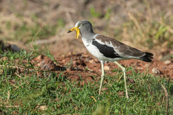White-crowned Lapwing - Botswana - Chobe NP - 2019