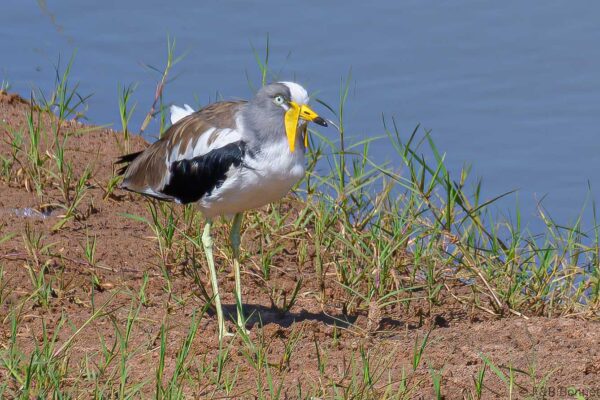 White-crowned Lapwing - South Africa - Kruger NP - 2022