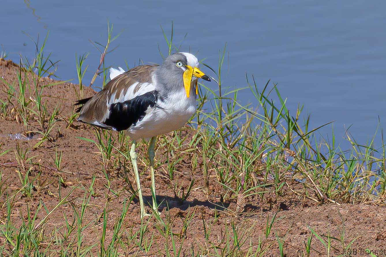 White-crowned Lapwing - South Africa - Kruger NP - 2022