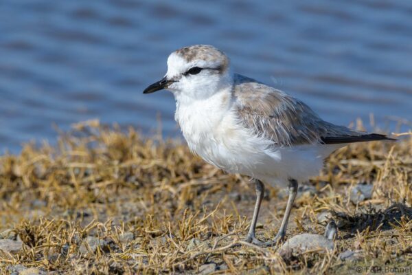 White-fronted Plover - South Africa - De Hoop - 2021