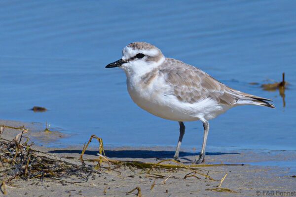 White-fronted Plover - South Africa - De Hoop - 2022