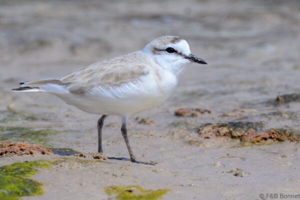 White-fronted Plover - South Africa - Langebaan - 2024