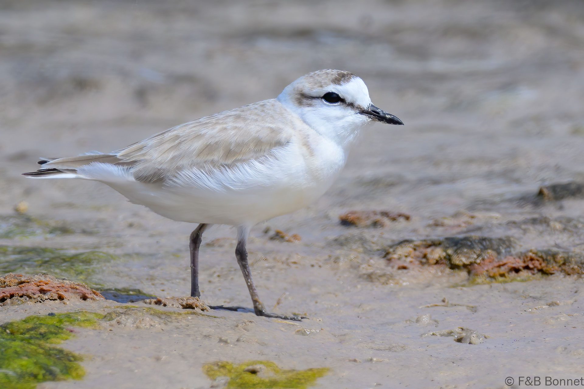White-fronted Plover - South Africa - Langebaan - 2024
