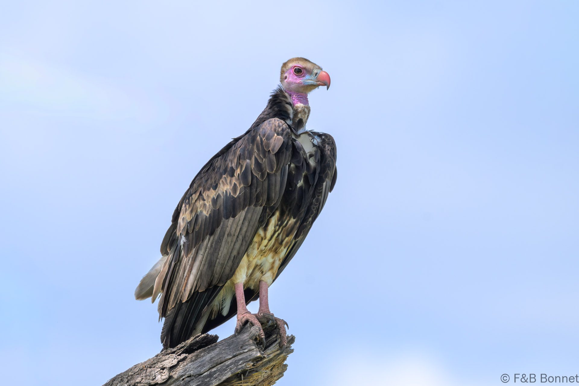 White - headed Vulture - South Africa - Kruger NP - 2025