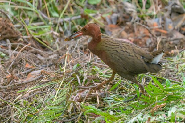 Râle de Cuvier - Madagascar - Andasibe - 2023