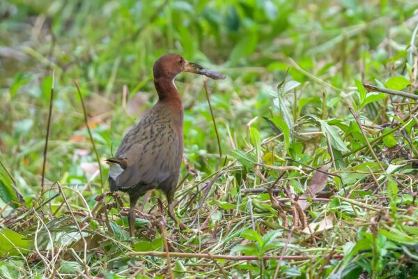 White throated Rail Madagascar